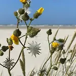 Langeoog-villa Apollonia לנגאוג