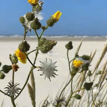Langeoog-villa Apollonia Langeoog