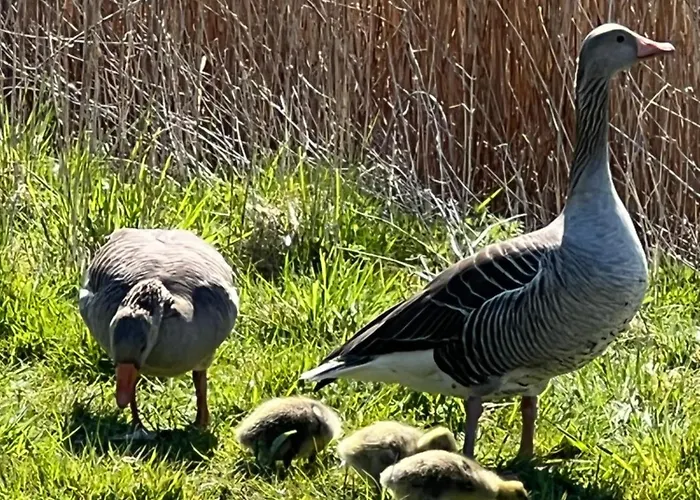 Langeoog-villa Apollonia *